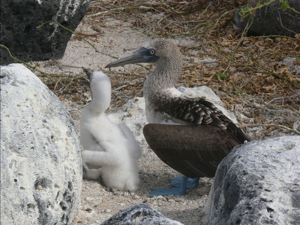 Blue footed booby146